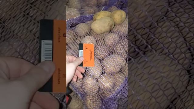 Картофель оптом Брянск сорт Бельмондо смотреть онлайн