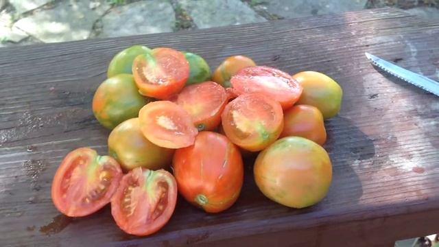 Russian Queen Tomato Last Harvest 2014 смотреть онлайн