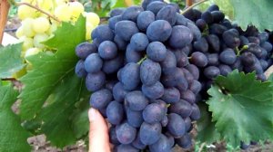 Виноград сорта "Каталония", урожай  2018. Grapes "Catalonia"