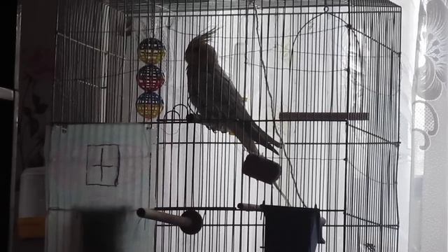 Корелла кричит по утрам смотреть онлайн