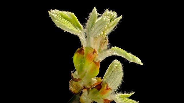 Le Piccole Cose - Niccola Fabi смотреть онлайн