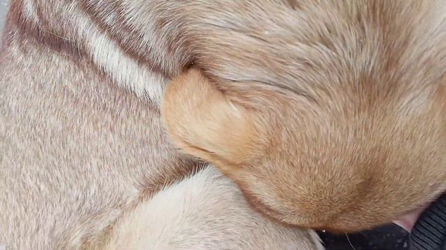 Ордена и медали гора коптит собака плачет делаем обезБали ва¥ ~∆~ смотреть онлайн