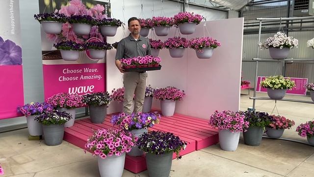 2020 PanAmerican Seed Petunia EasyWave Rose Fusion смотреть онлайн