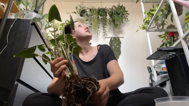 ALOCASIA LAUTERBACHIANA VARIEGATED