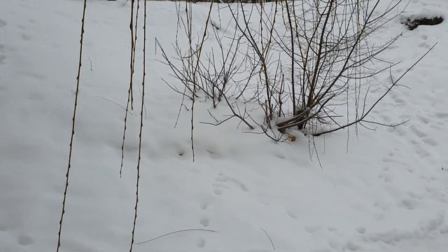 Воронина Лайф \ Обзор влогов \ Как Оксана будет жить дальше?!