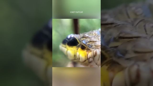 Это точно змея Присмотрись смотреть онлайн