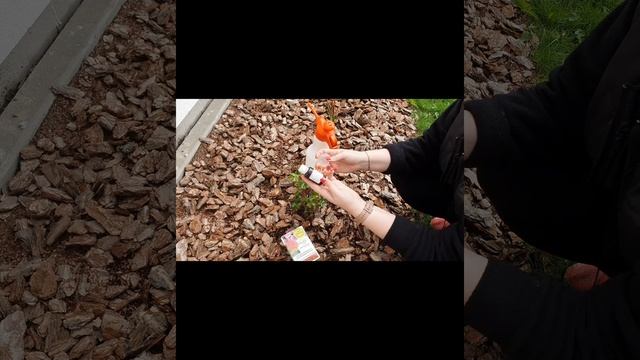 Лучшее средство защиты от тли на розах- Эмулпар 940кс от вредителей цветущих и декоративных растени смотреть онлайн