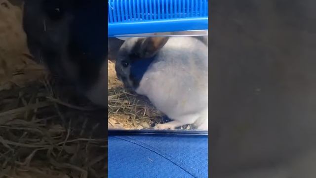 Шиншилл белый эбони мозаика. смотреть онлайн