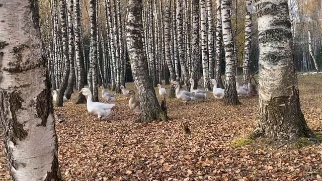 Холмогорские гуси. Отправка гусей в Иркутск для Нины? смотреть онлайн