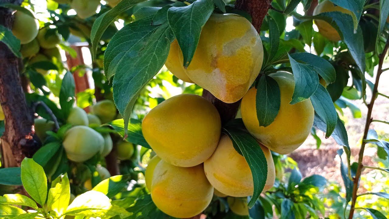 шарафуга (жёлтая)