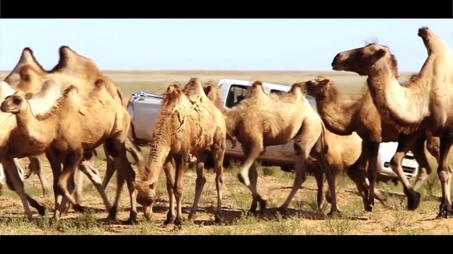 Калмыцкая степь смотреть онлайн