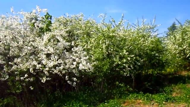 Сады Подмосковья. Видное смотреть онлайн
