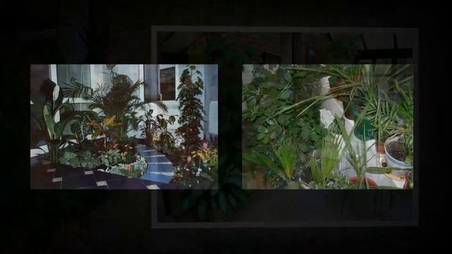 Цветы в интерьере квартиры смотреть онлайн