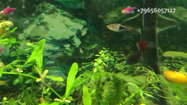 Аквариумные рыбки