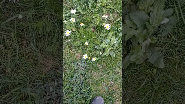 осенние ромашки смотреть онлайн