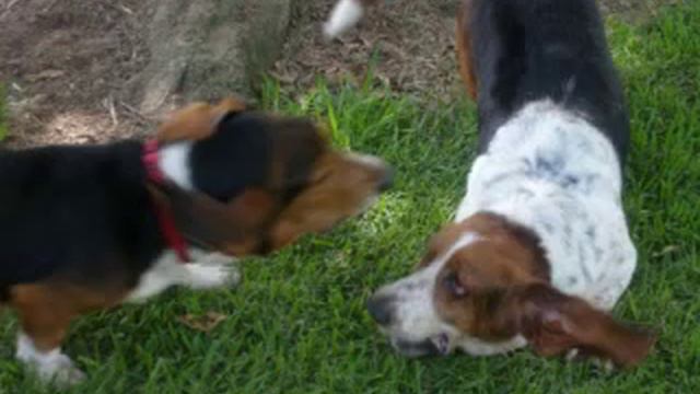 Basset Hound Love Story смотреть онлайн