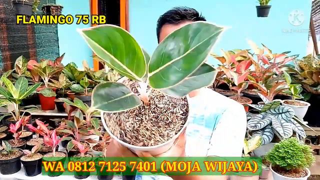 OBRAL BABY AGLONEMA TANIAN LOKAL//AGLONEMA RED WIJAYA смотреть онлайн