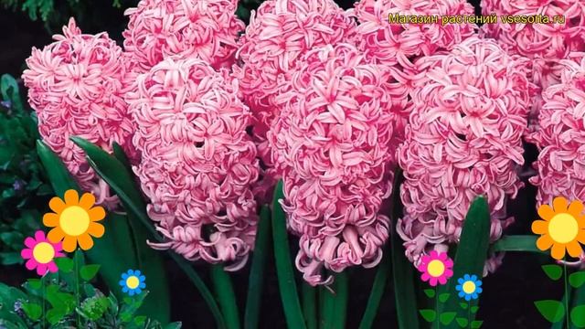 Гиацинт Розовый Жемчуг. Краткий обзор, описание характеристик, где купить луковицы Pink pearl смотреть онлайн