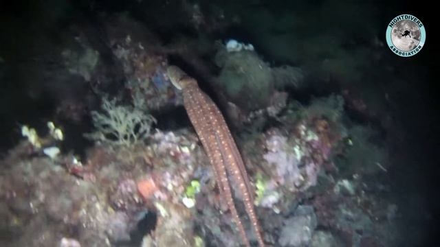 Pulpon CALLISTOCTOPUS MACROPUS смотреть онлайн