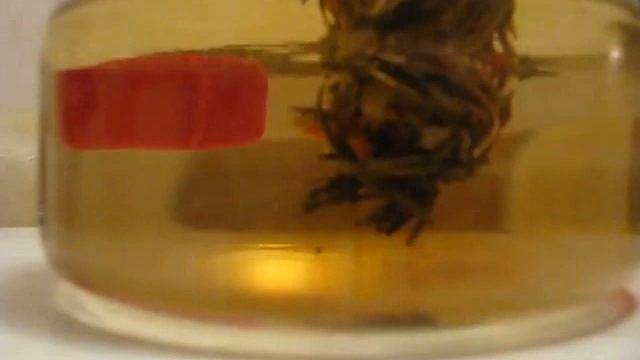 Как заваривается чай цветок. Связанный чай. Китайский чай, how to brew a tea flower смотреть онлайн