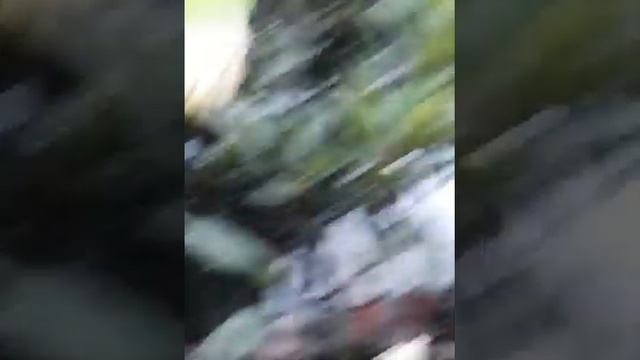 1 часть . Как ухаживать,срезать и делать букеты из роз смотреть онлайн