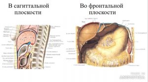 Анатомия брюшины.