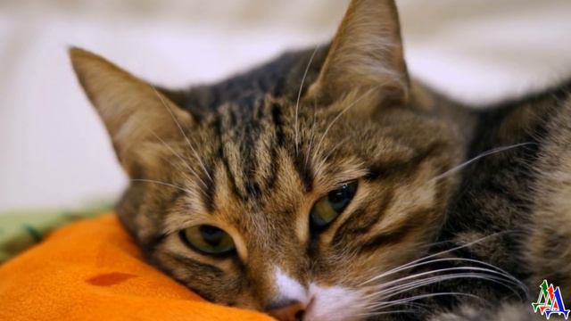 Пёс тянул хозяйку к лесу. Они выбежали на полянку и увидели крест, а на кресте висел распятый кот… смотреть онлайн