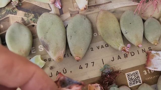 BERÇÁRIOS DE SUCULENTAS, como aproveitar as folhas nos berçários de suculentas, #dicas смотреть онлайн