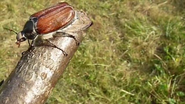 Восточный майский жук Melolontha hippocastani смотреть онлайн