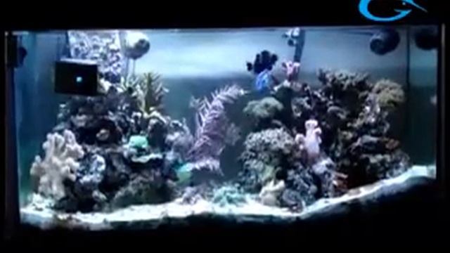 автомагнит для аквариума.flv смотреть онлайн