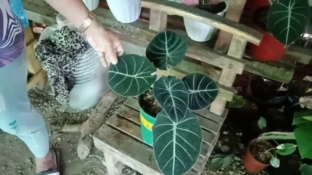 SARILING PROPA PATOK NA PATOK SA MURA!!! /PLANT FAIRY VLOGS смотреть онлайн