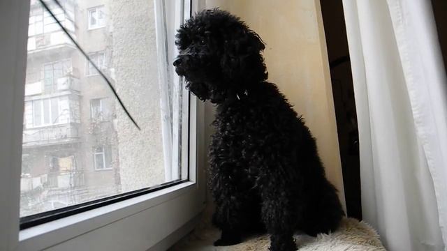 Пудель ругается