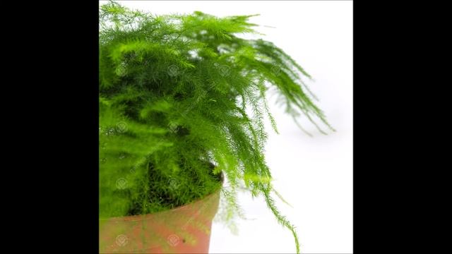 ِِAsparagus plumosus смотреть онлайн