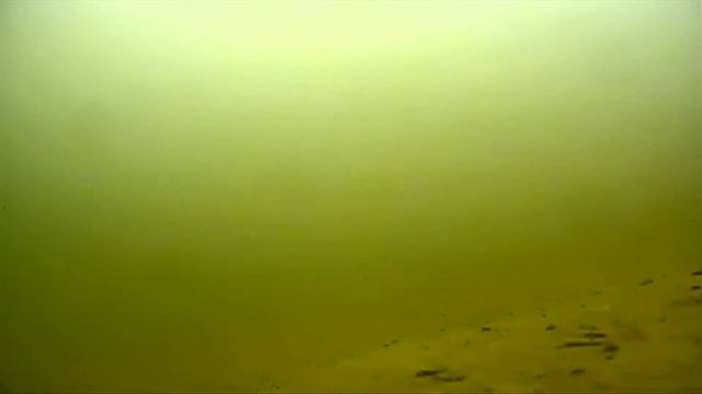 Сазаны и караси съемки под водой на глубине 4,5 метра. Малые речки России смотреть онлайн