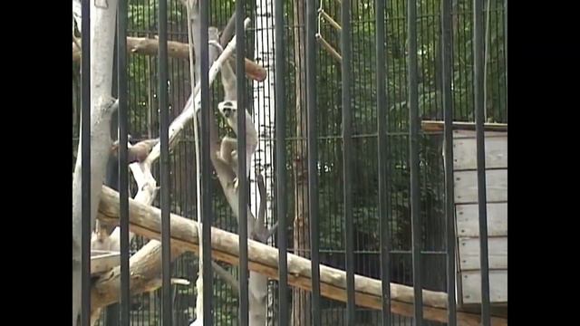 Новосибирский зоопарк летом 2006 года, где есть динозавры, обезьяны, рыси и пони, волки и кони… смотреть онлайн