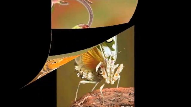 разноцветный мир бабочек смотреть онлайн