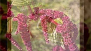 АМАРАНТ — настоящий хлеб СЛАВЯН! Вот почему Петр I жестоко запретил выращивать амарант!!