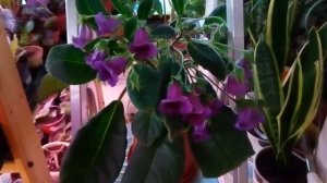 Тидея цветение 2019 год