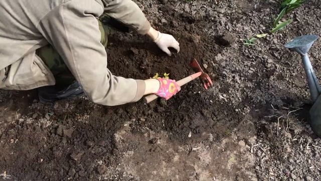 Спирея японская Голдфлейм. Spiraea Japonica Goldflame. Посадка 2016