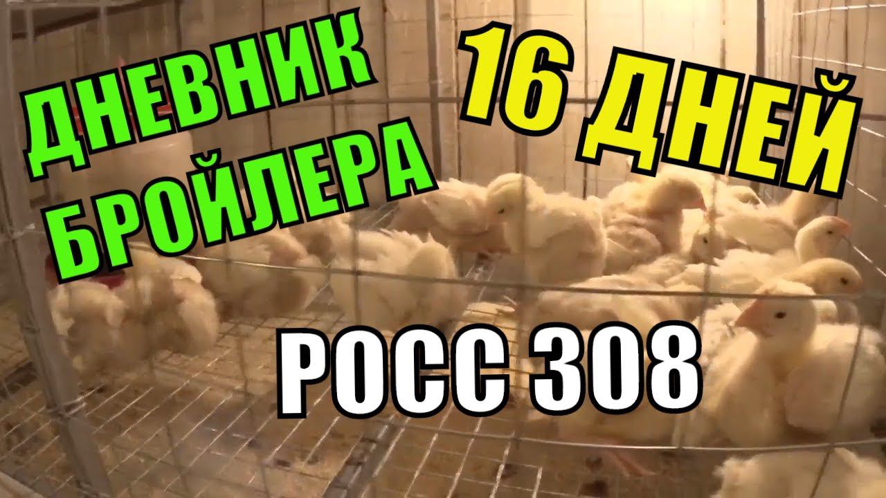 Как вырастить Цыплят бройлеров РОСС 308 ( 16 СУТОК) Пересадка в клетки смотреть онлайн