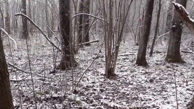 первая куница нового сезона.2022-2023(охота37)#охота #куница # смотреть онлайн