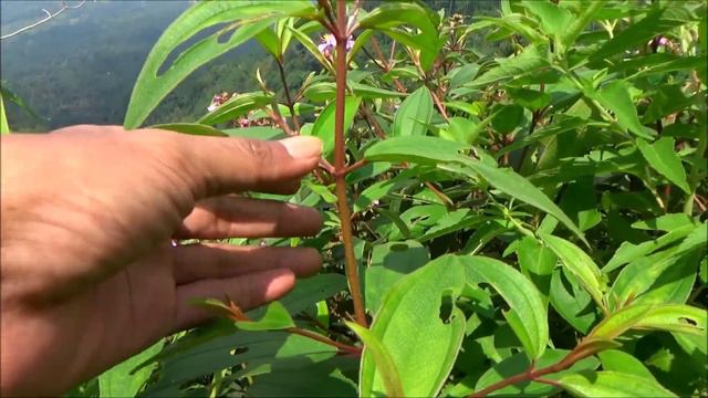 Malabar melastome (Melastoma malabathricum) смотреть онлайн