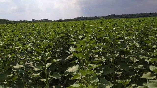 Подсолнечник ноутилл. смотреть онлайн