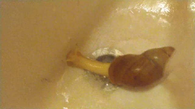 Ахатина принимает душ / Achatina fulica Is Taking Bath