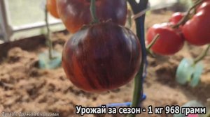 Томат Мечта Алисы. Необычная окраска помидора и хороший вкус #томат #помидор #сорт