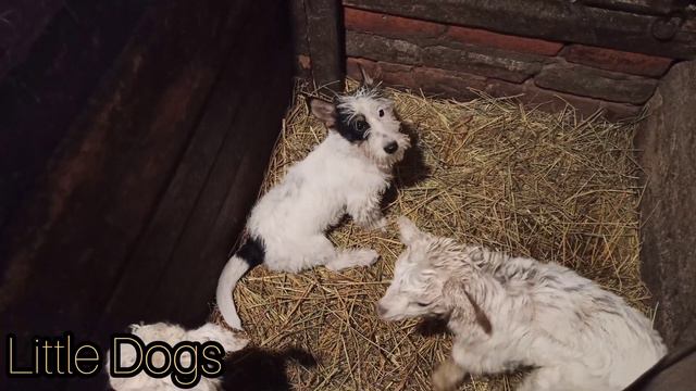 Щенок знакомится с маленькими козлятами!!! The puppy meet the kids ! смотреть онлайн