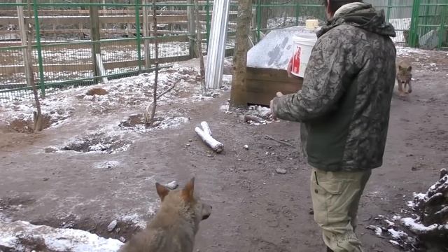 СТАТУС ВОЖАКА В СТАЕ ВОЛКОВ, КАК ЕГО ЗАСЛУЖИТЬ И УДЕРЖАТЬ!? смотреть онлайн