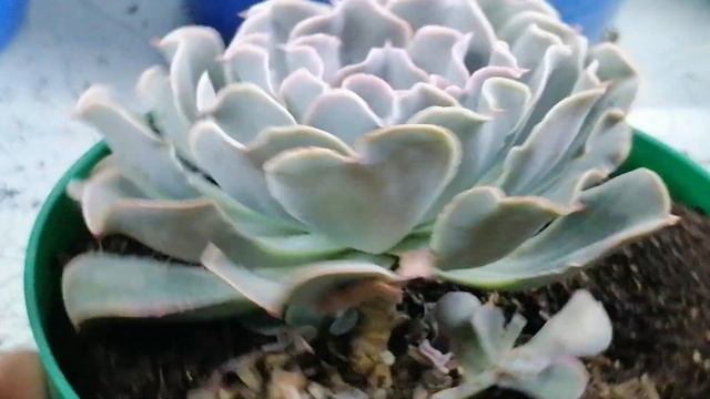 echeveria blue frills donsuculento смотреть онлайн