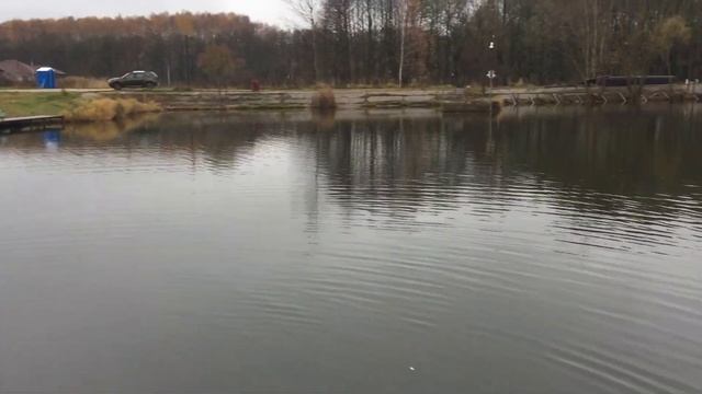 Поимка форели на спиннинг. РК Фишка Данилово. смотреть онлайн