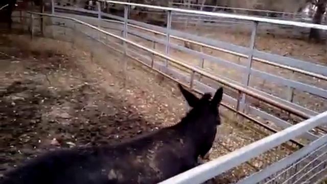 Ростовский зоопарк. Ослик. VID 20151122 140023 смотреть онлайн